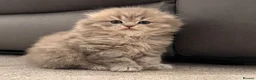 Scottish Fold cats for sale: Scottish Fold and Scottish straight kittens. - Advert 36