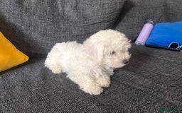 Bichon Frise dogs for sale: Pure Bichon girl puppy for sale in Bromsgrove - Image 6