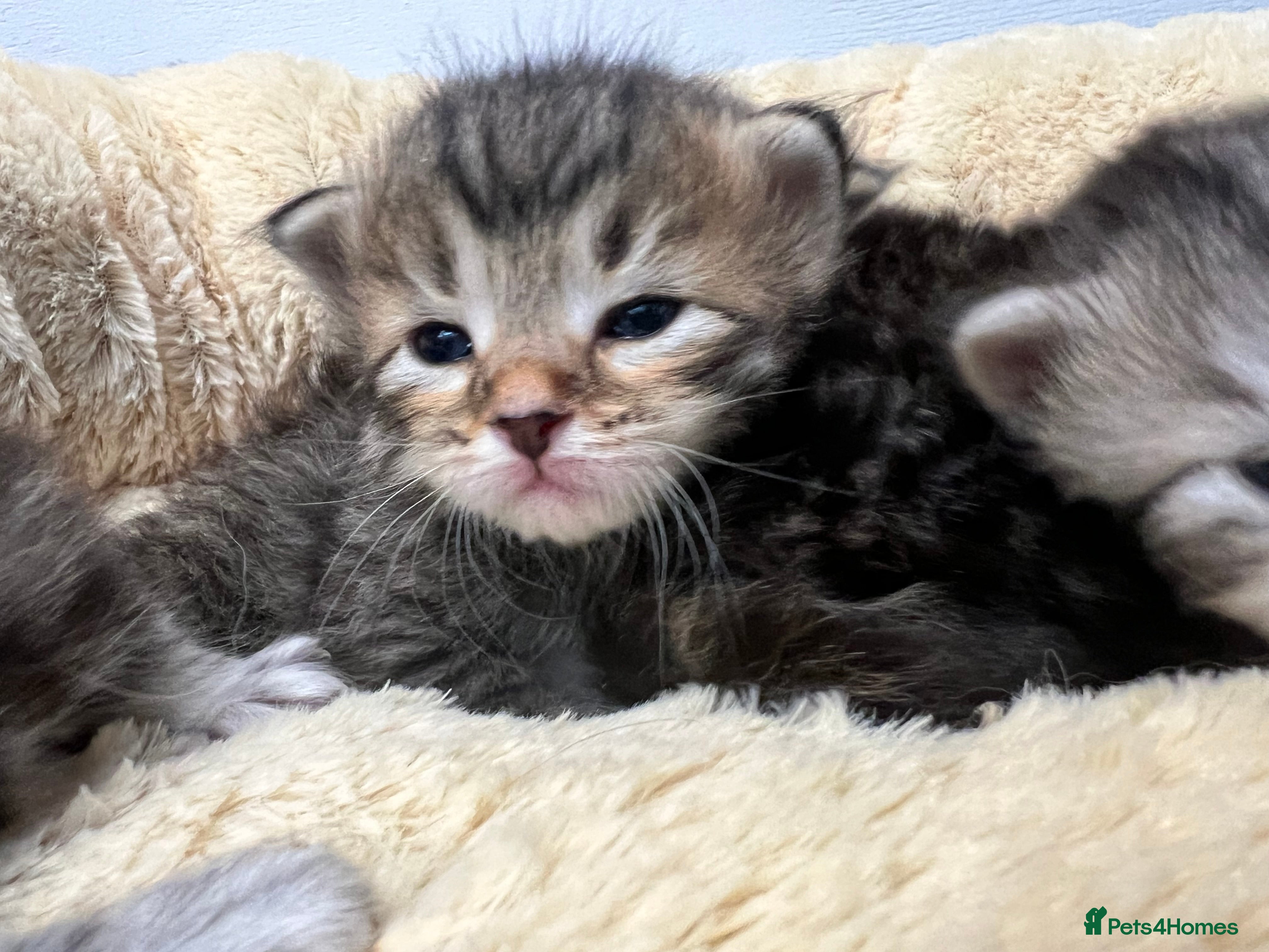 Siberian cats 🩶🩵Traditional Siberian Babies🩵🩶 - Advert 1