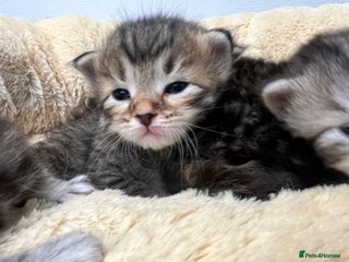 Siberian cats 🩶🩵Traditional Siberian Babies🩵🩶 - Advert 3