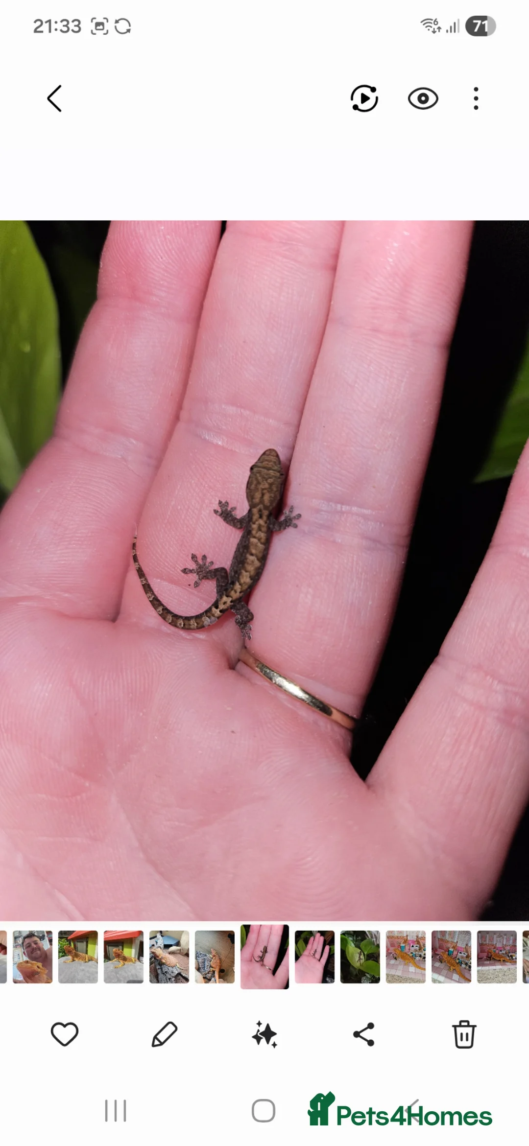 Gecko reptiles for sale: Mourning geckos in Southampton - Advert 1