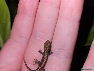 Gecko reptiles Mourning geckos - Advert 1