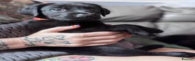 Labrador Retriever 6