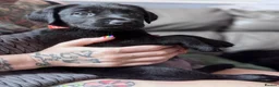 Labrador Retriever dogs for sale: 8 stunning lab pups for sale - Advert 15
