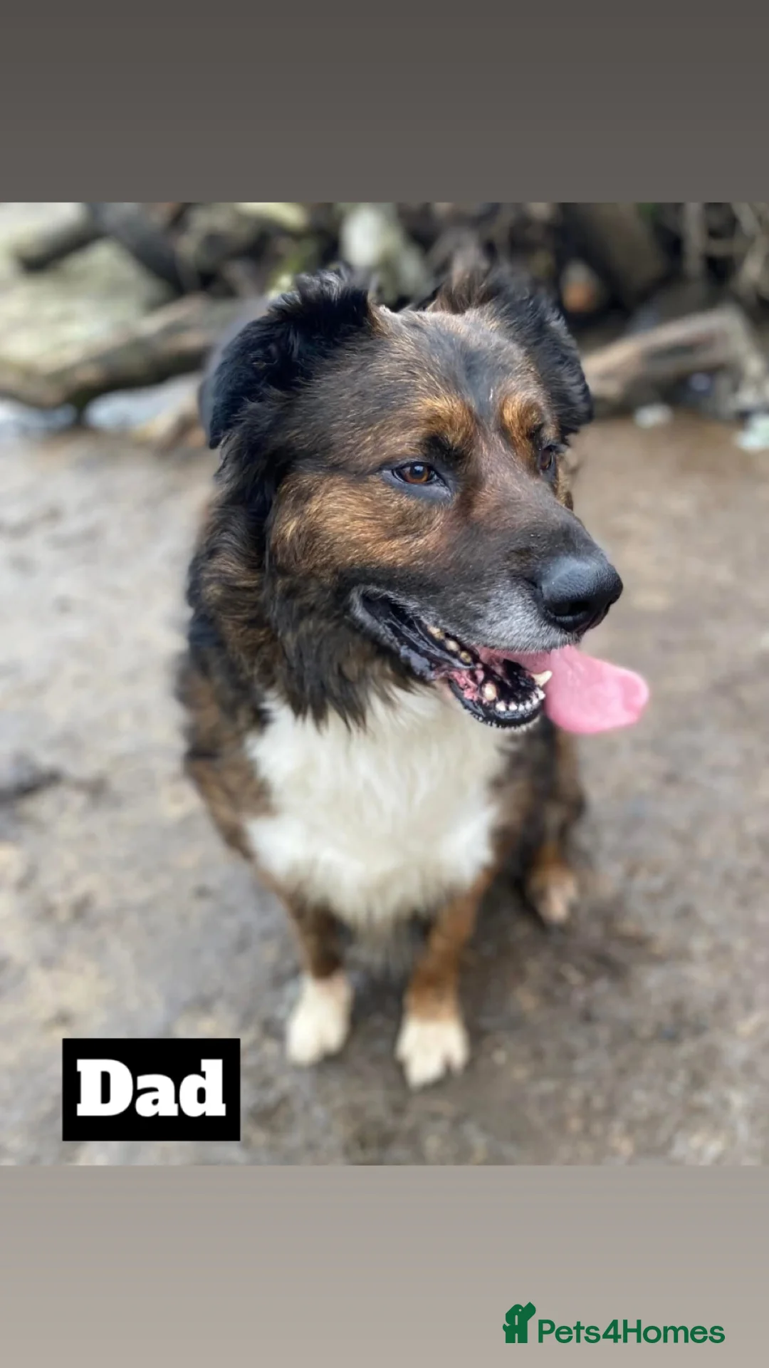 Mixed Breed dogs for sale: Australian Shepherd X Border Collie pups 🐶  - Advert 10