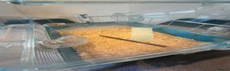 Hamster rodents for sale: Dwarf hamster in Dundee - Advert 5