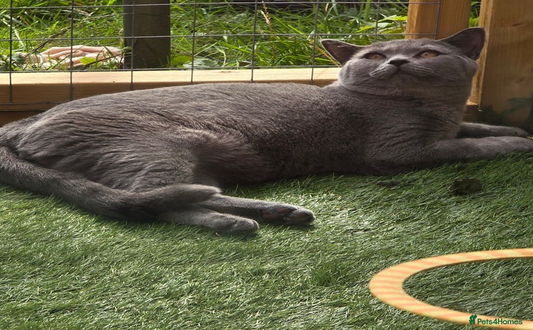 British Shorthair cats - Advert 16
