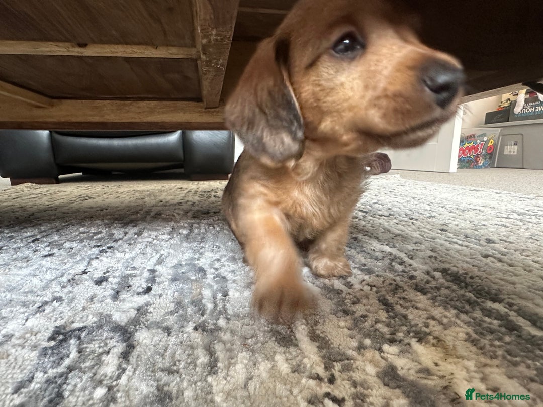 Mixed Breed dogs for sale: Doxiepoo puppys, Dachshund, Poodle - Image 4