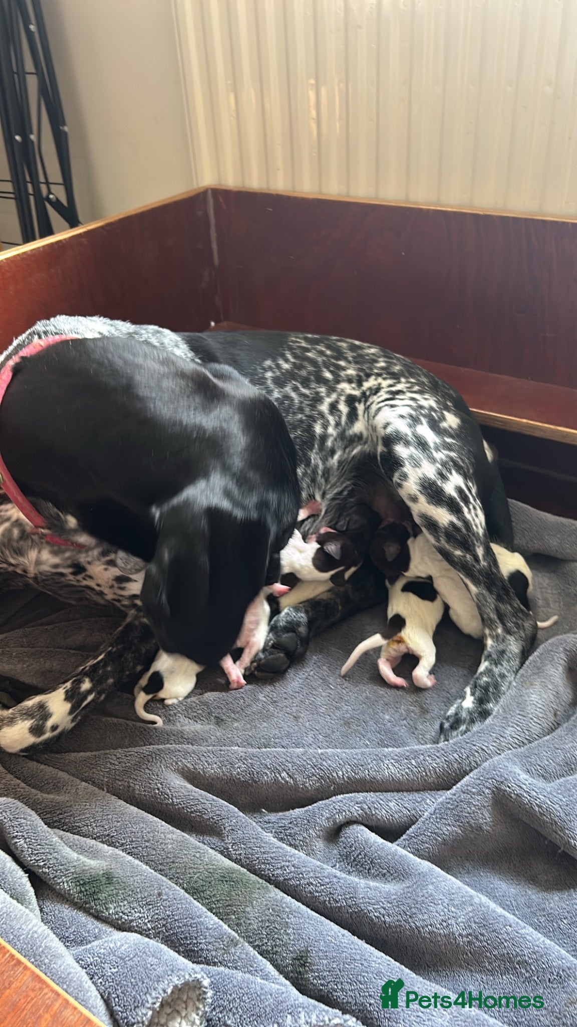 German Shorthaired Pointer dogs german shorthaired pointer puppies - Advert 4
