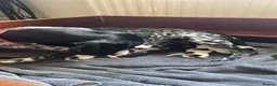 German Shorthaired Pointer dogs for sale: german shorthaired pointer puppies - Advert 1