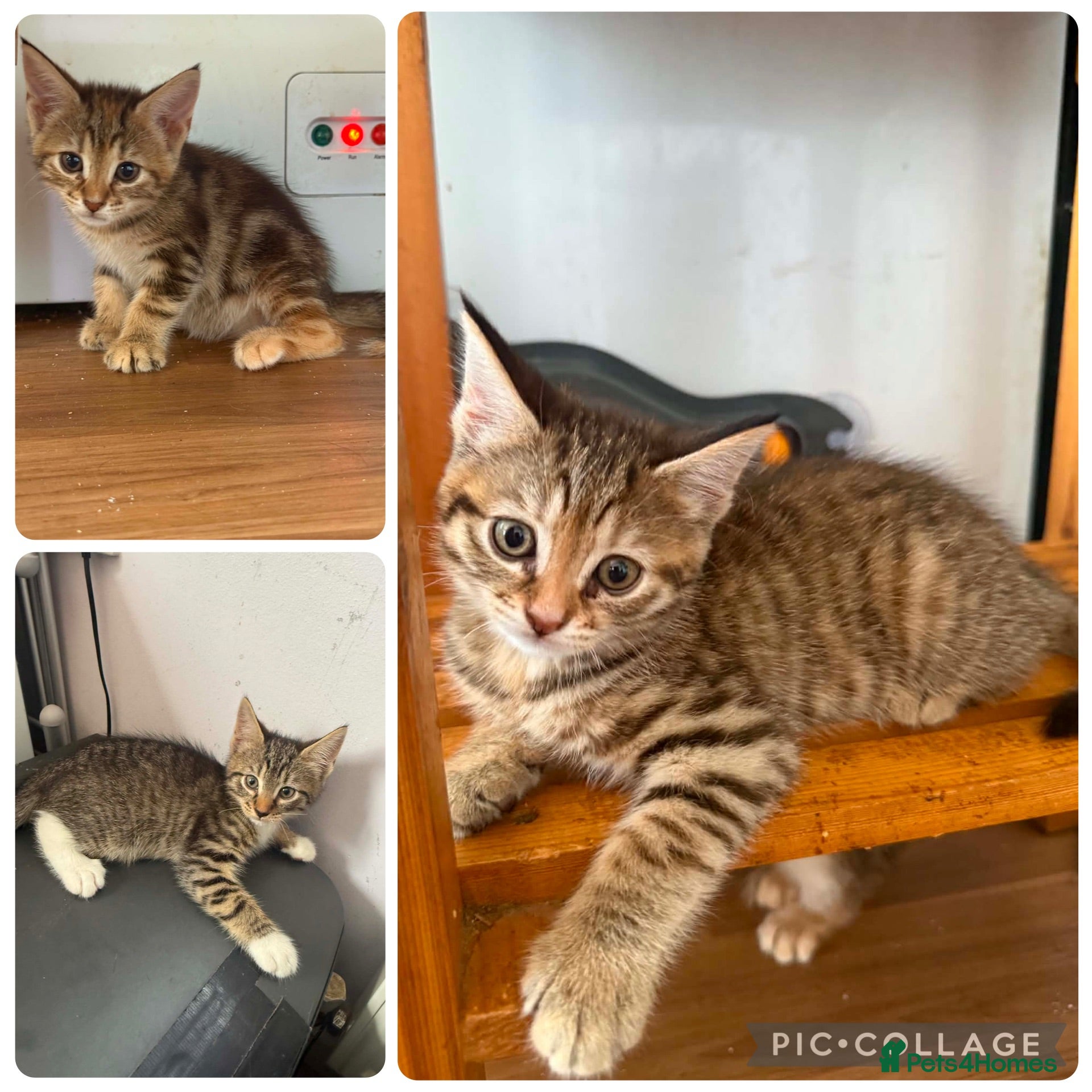 Norwegian Forest Cat cats 3 stunning half Norwegian kittens left - Advert 14