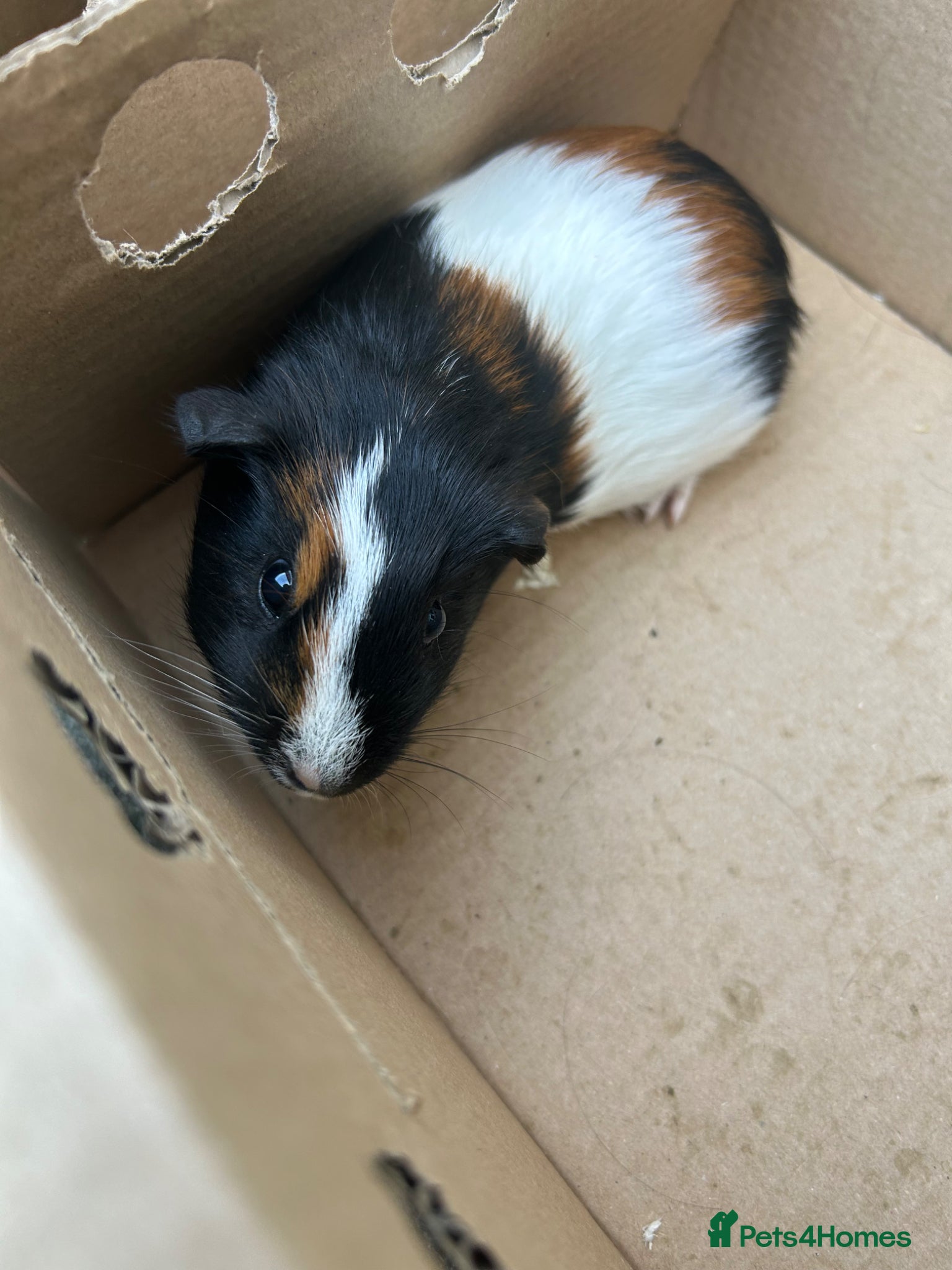 Guinea Pig rodents 6 week old guinea pigs and two male adult pigs - Advert 1