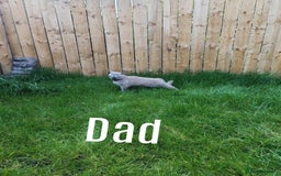 British Shorthair cats for sale: British short hair  - Image 5
