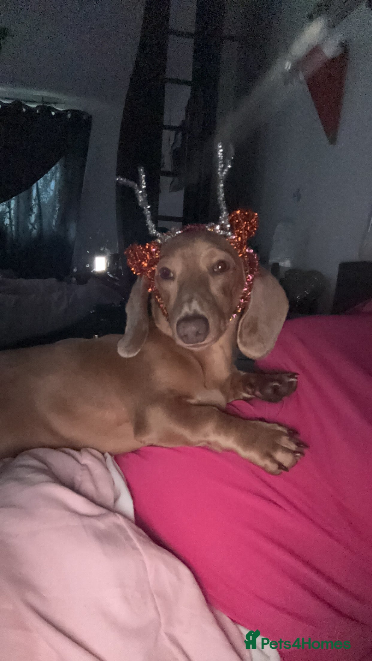 Miniature Dachshund dogs Maximus.  - Advert 1