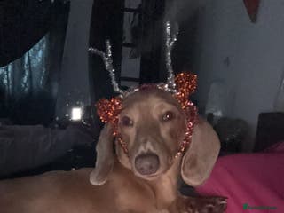 Miniature Dachshund dogs Maximus. - Advert 2