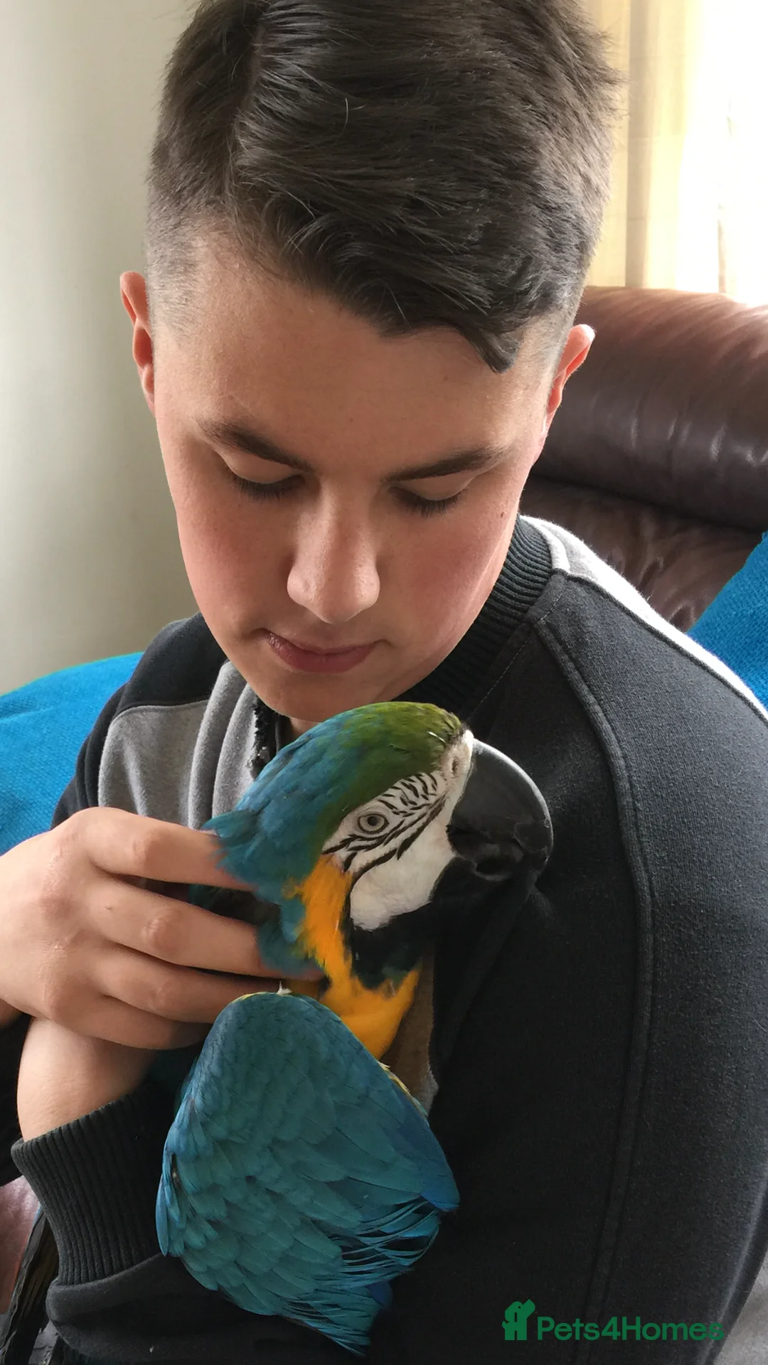 Macaws birds for sale: Beautiful Blue & Gold Macaw - Advert 3