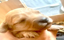 Cavapoo dogs for sale: Cavapoo - Image 8