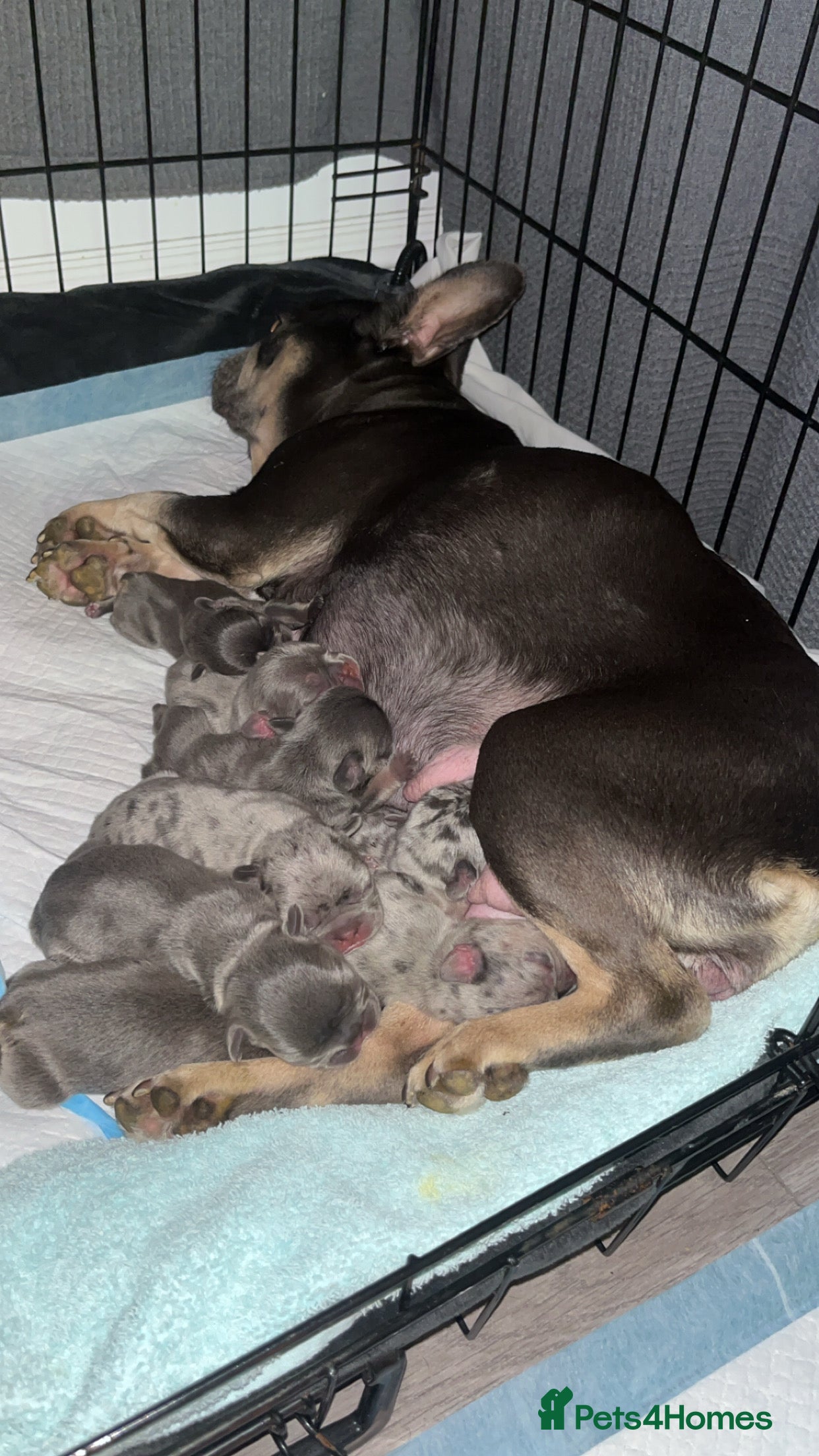 French Bulldog dogs DWKC Registered French Bulldog puppies for sale - Advert 1