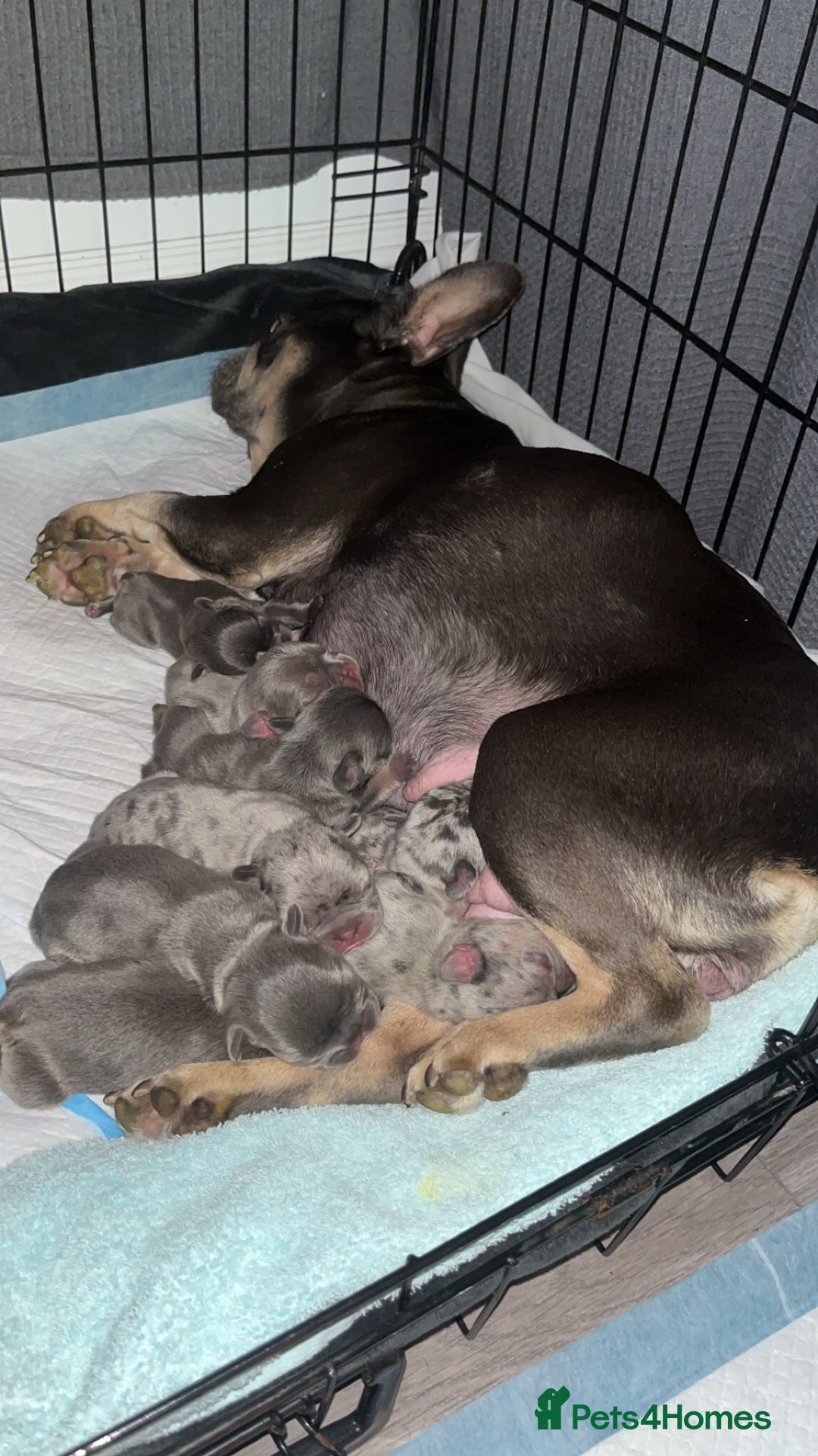 French Bulldog dogs for sale: DWKC Registered French Bulldog puppies for sale - Advert 1