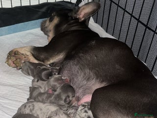 French Bulldog dogs DWKC Registered French Bulldog puppies for sale - Advert 1