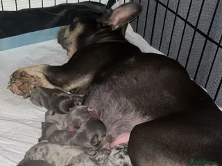 French Bulldog dogs DWKC Registered French Bulldog puppies for sale - Advert 5