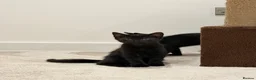 Bengal cats for sale: Beautiful Bengal Kittens - Advert 11