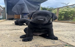 Labrador Retriever dogs for sale: Black Labrador Puppies for sale - Image 5