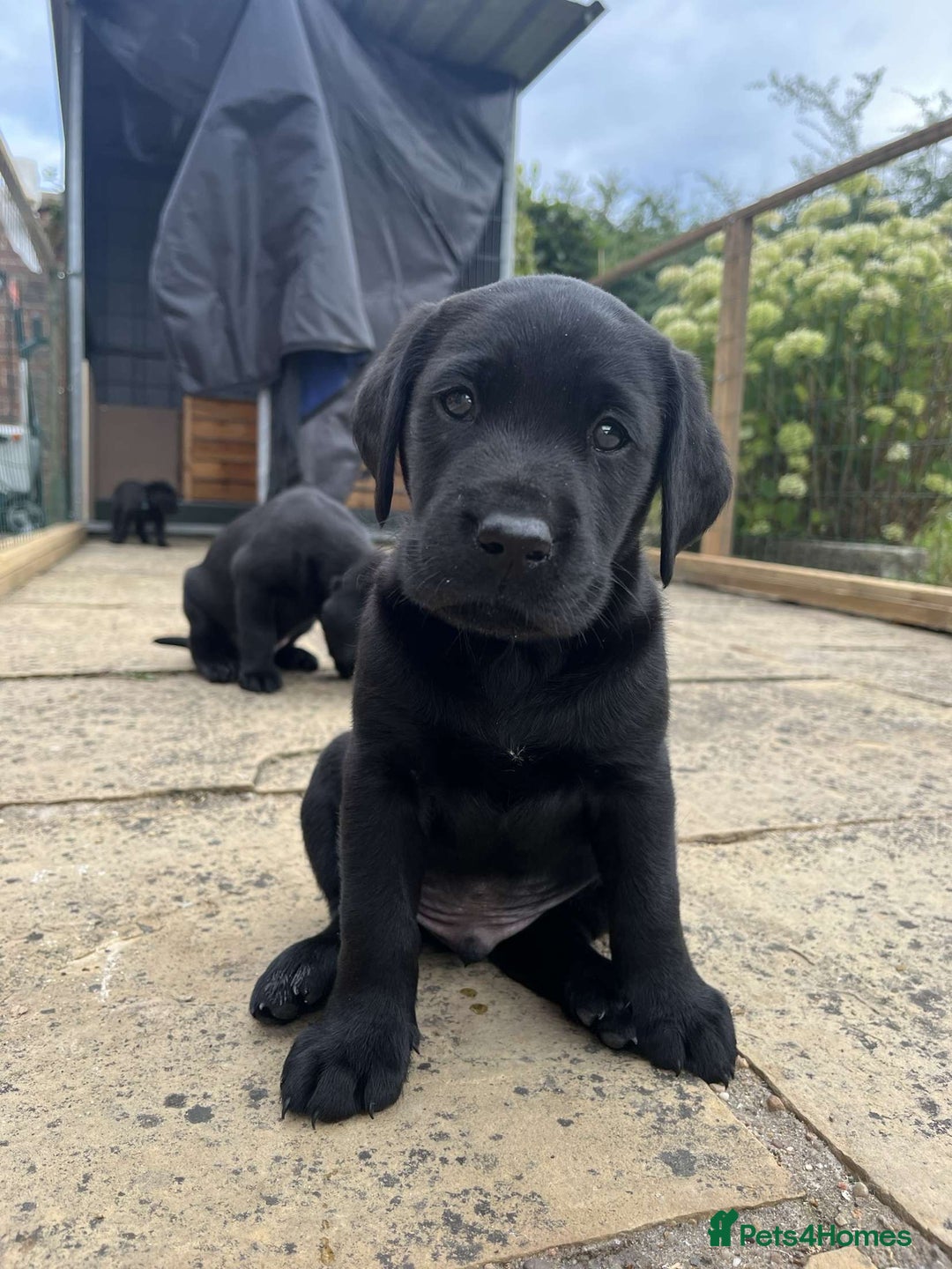 Labrador Retriever dogs for sale: Black Labrador Puppies for sale - Image 5