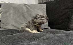 French Bulldog dogs for sale: High Quality French Bulldog Puppies  - Image 29