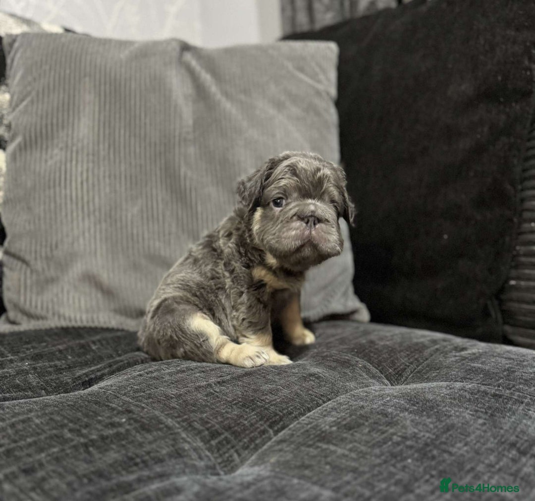 French Bulldog dogs for sale: High Quality French Bulldog Puppies  - Image 29