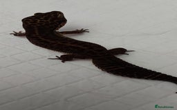 Leopard Gecko reptiles for sale: Three stunning leopard geckos for sale in Hinckley - Image 7