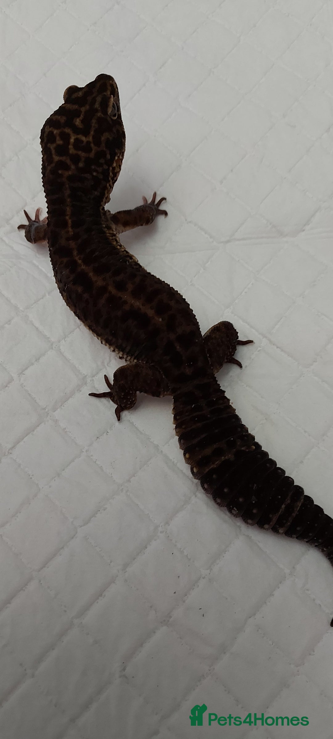 Leopard Gecko reptiles for sale: Three stunning leopard geckos for sale in Hinckley - Image 7