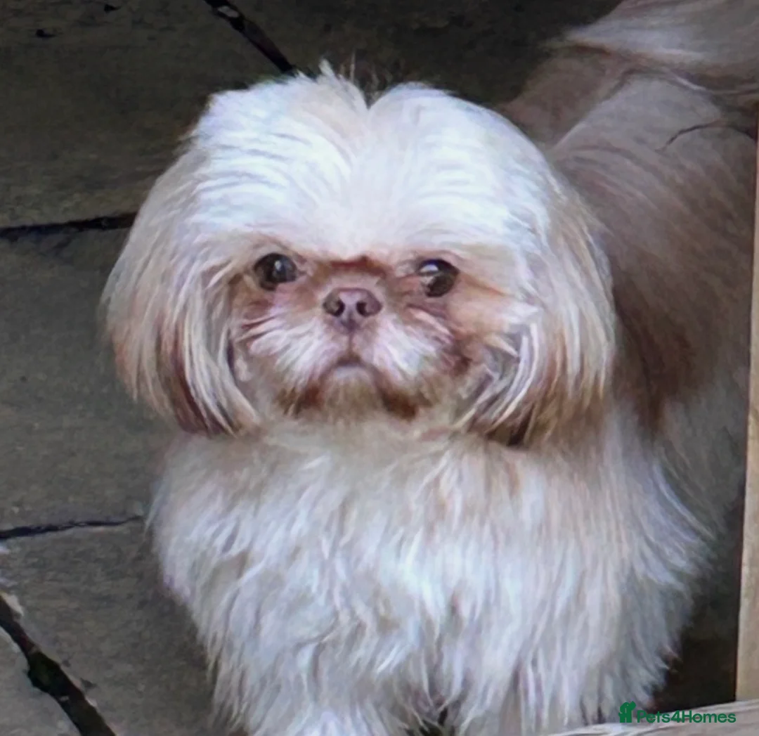 Shih Tzu dogs for stud: STUD Rocky 2.8kg Imperial Shih Tzu  in Glasgow - Advert 1