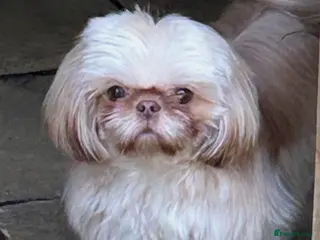 Shih Tzu dogs STUD Rocky 2.8kg Imperial Shih Tzu - Advert 2