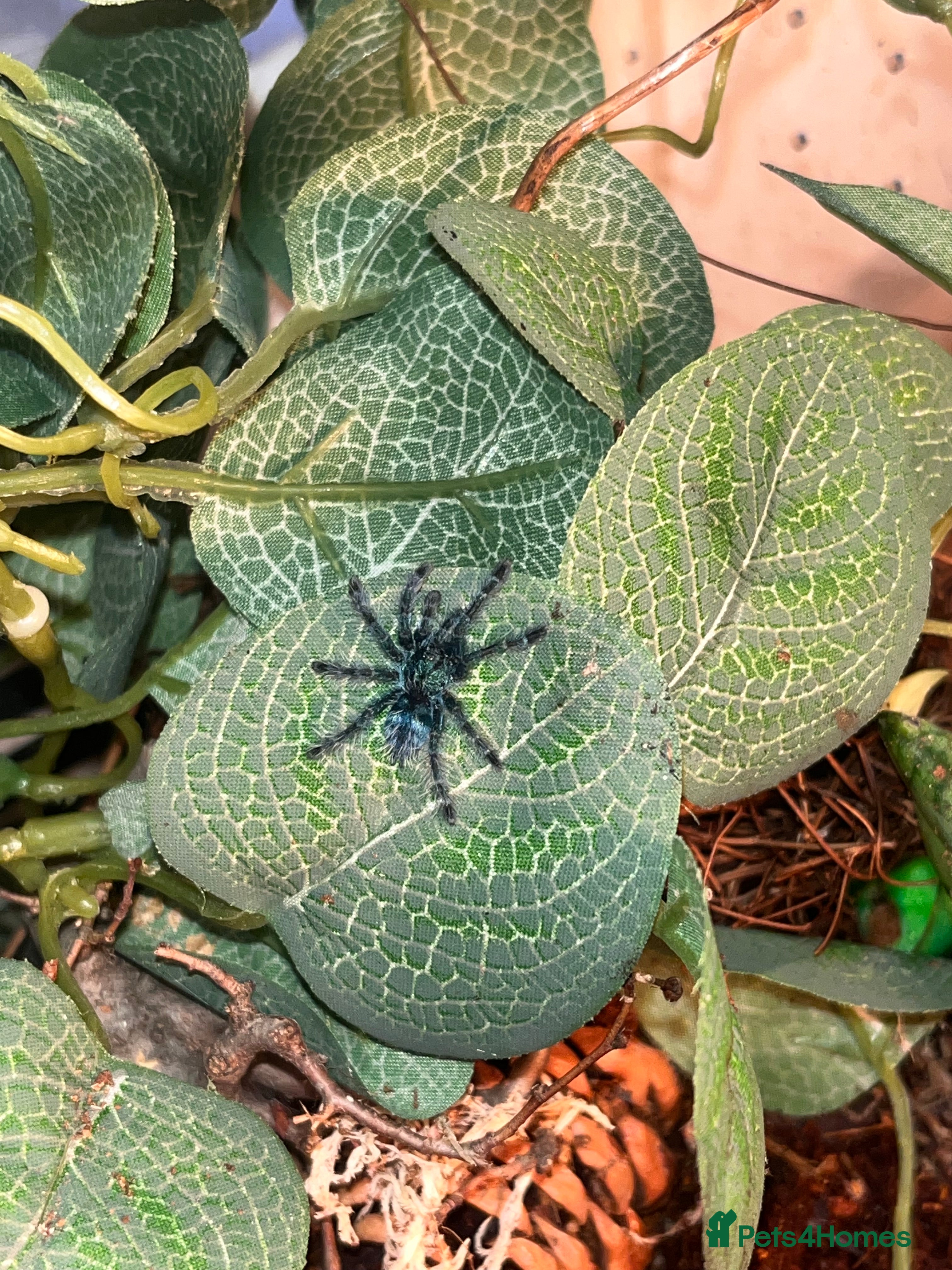 Tarantulas invertebrates Martinique pink toe tarantula sling - Advert 2