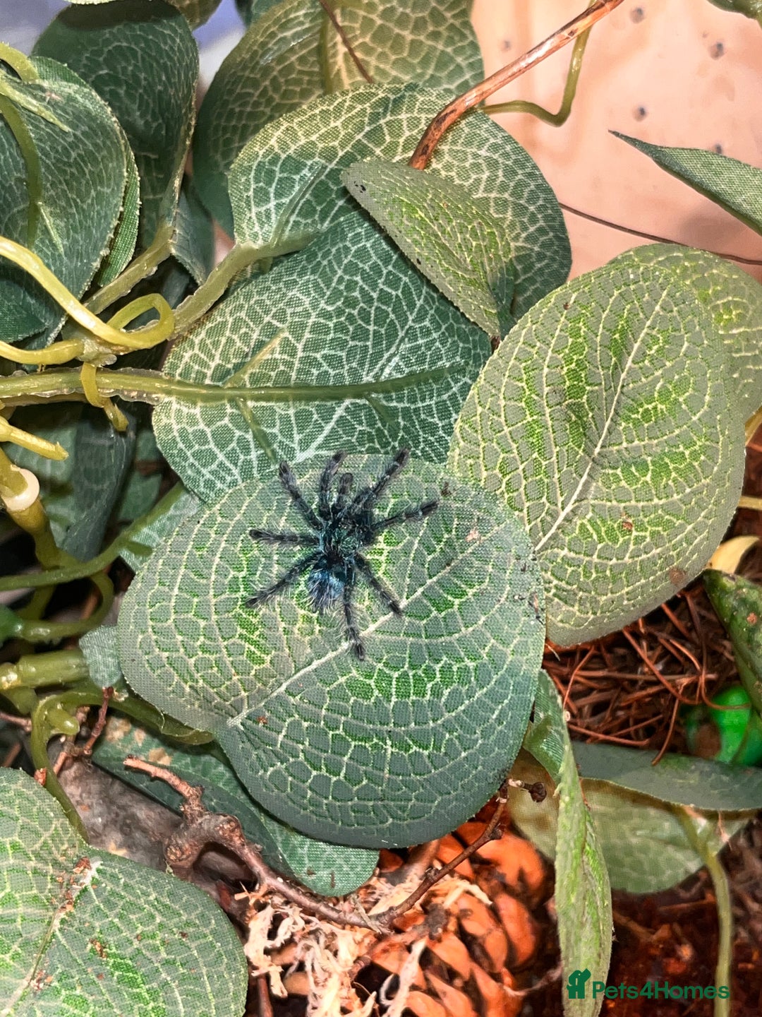 Tarantulas invertebrates for sale: Martinique pink toe tarantula sling - Advert 1