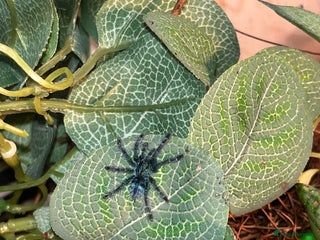 Tarantulas invertebrates Martinique pink toe tarantula sling - Advert 2