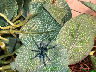 Tarantulas invertebrates Martinique pink toe tarantula sling - Advert 7