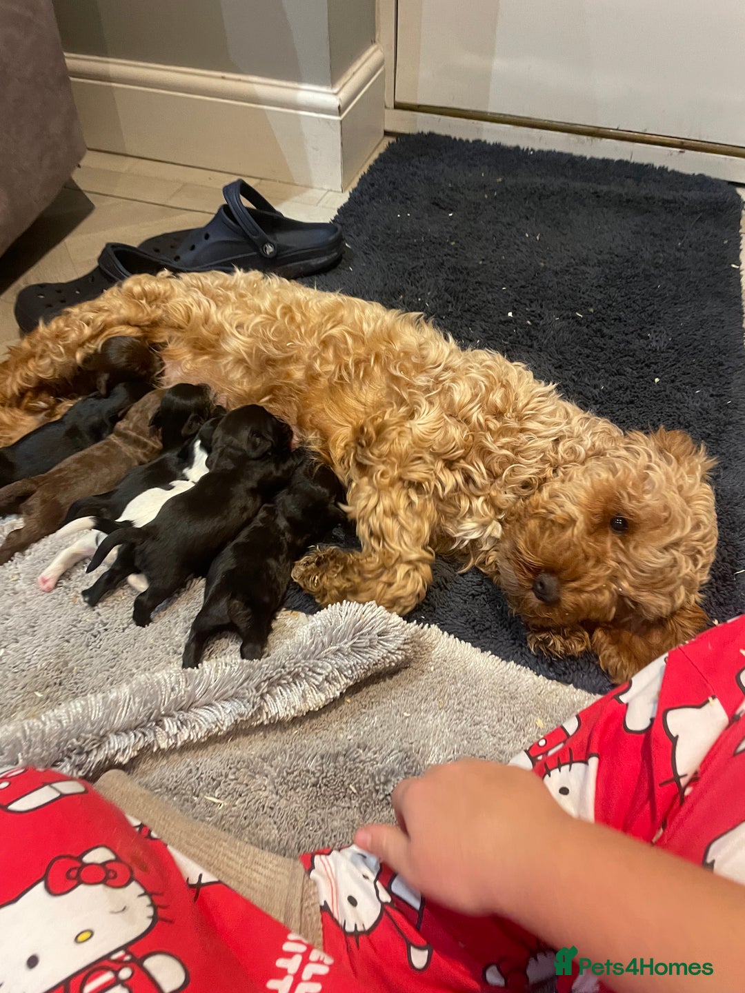 Cockapoo dogs for sale: Litter of beautiful cockapoo puppy’s  - Advert 2