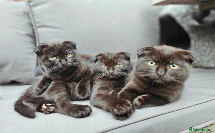 Mixed Breed cats - Advert 8