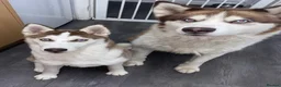 Siberian Husky dogs for sale: 4 beautiful husky puppy’s  in Seaham - Advert 13