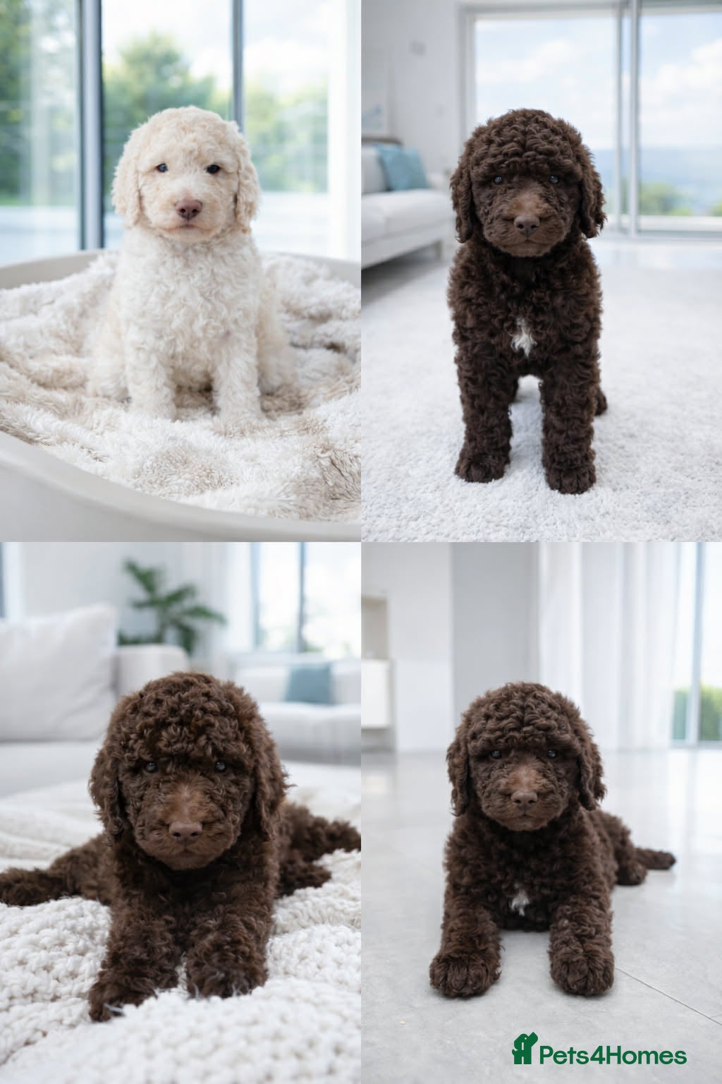 Standard Poodle dogs Stunning litter of Standard poodle puppies KC reg - Advert 1
