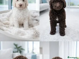 Standard Poodle dogs Stunning litter of Standard poodle puppies KC reg - Advert 1