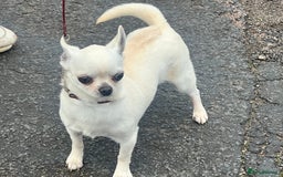 Chihuahua dogs for sale: 6 year old cream smooth coat chihuahua Boy - Image 1