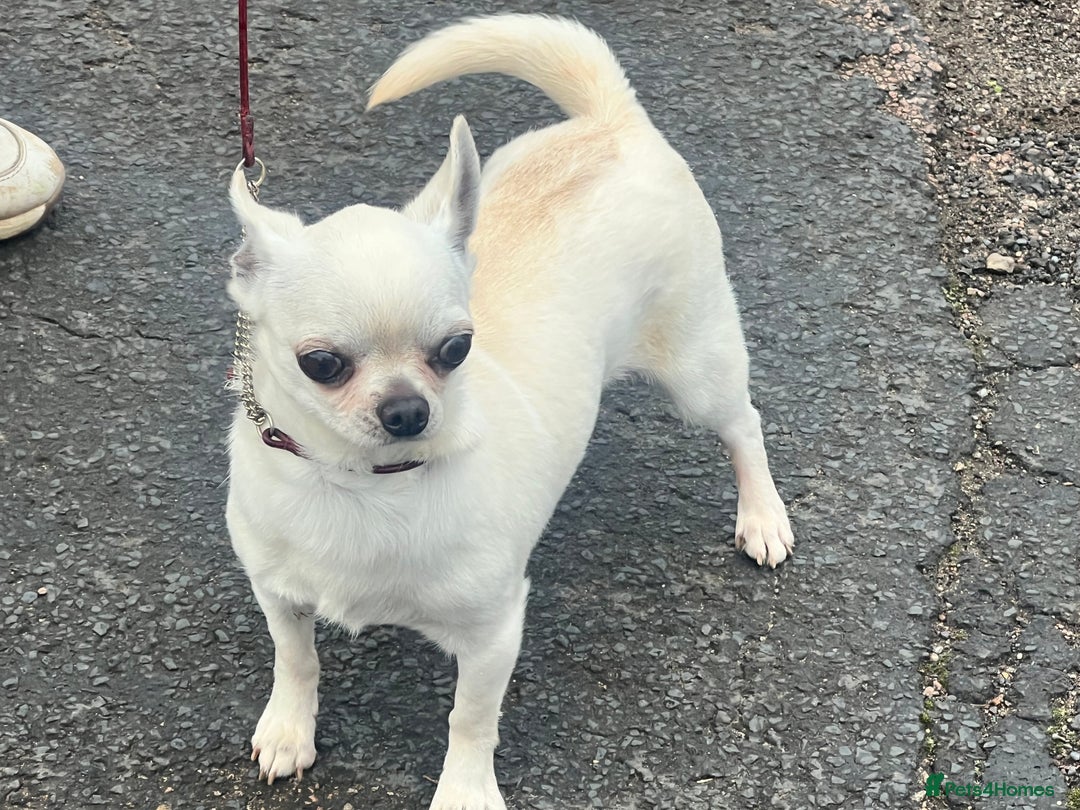 Chihuahua dogs for sale: 6 year old cream smooth coat chihuahua Boy - Image 1