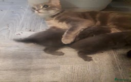 Bengal cats for sale: READY NOW 1 kitten left - Image 8
