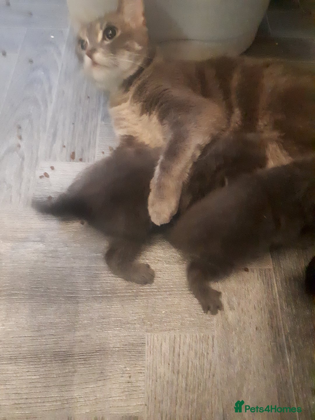Bengal cats for sale: READY NOW 1 kitten left - Image 8