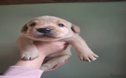 Labrador Retriever dogs for sale: Lab puppies 3 available  - Image 5