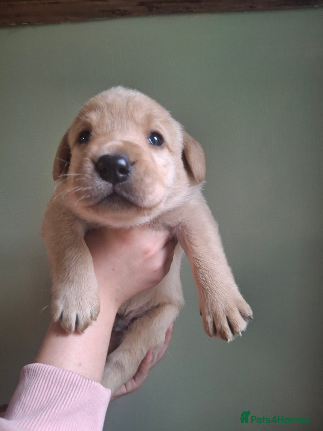 Labrador Retriever dogs for sale: Lab puppies 3 available  - Image 5