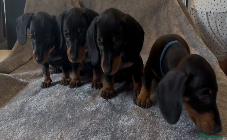 Miniature Dachshund dogs - Advert 1